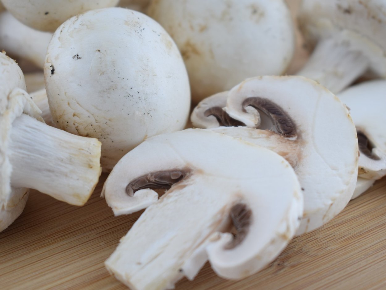 Шампиньон полевой съедобный