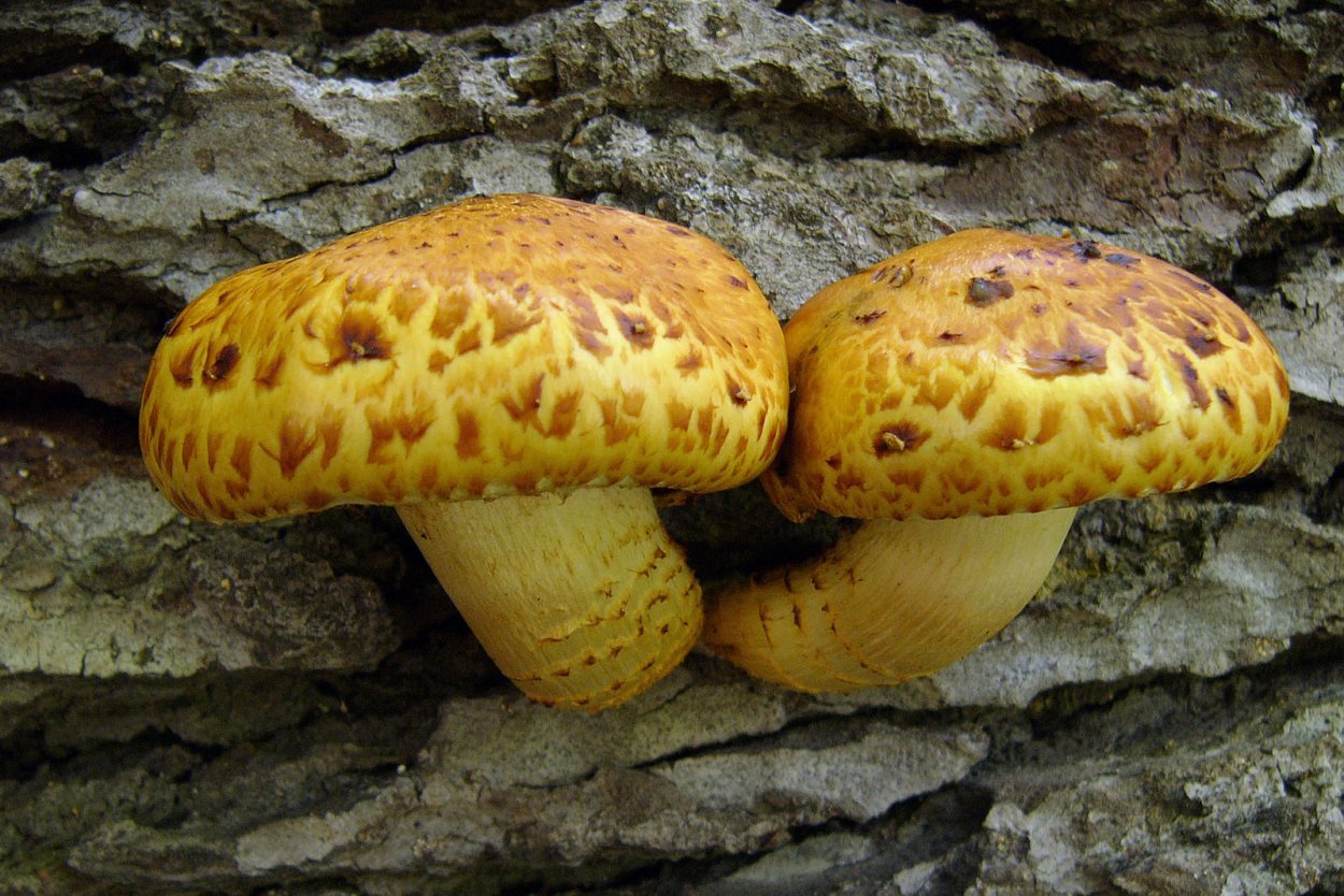 Желтый гриб пластинчатый гриб?