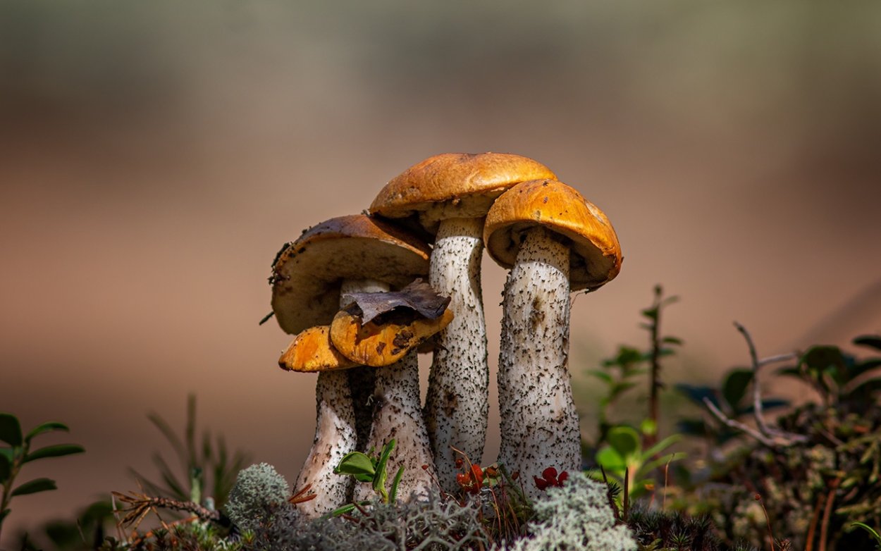 Яндекс грибы