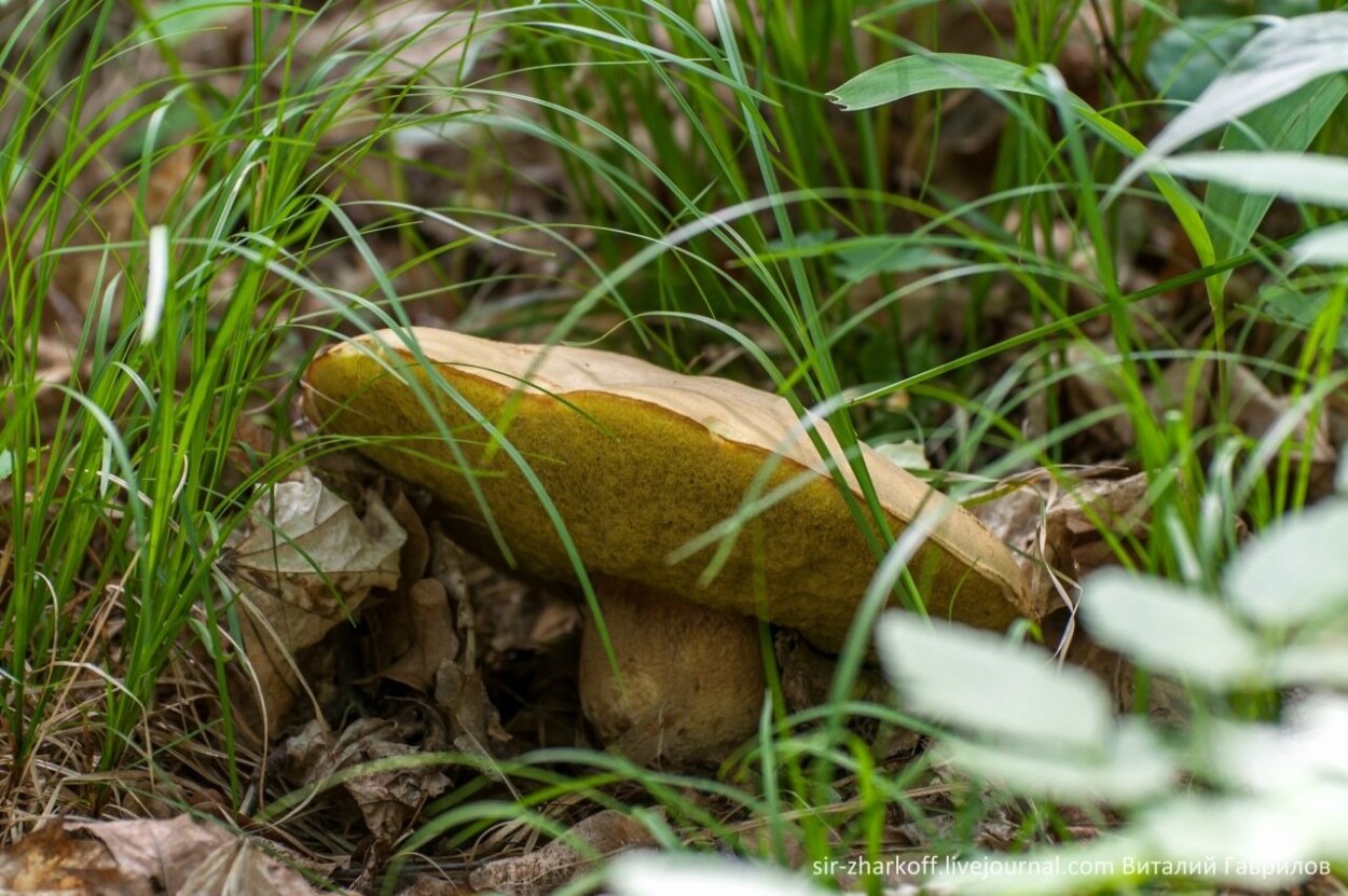 Желтяки грибы фото