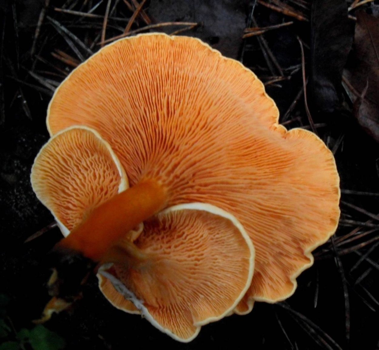 Лисичка пластинчатый гриб