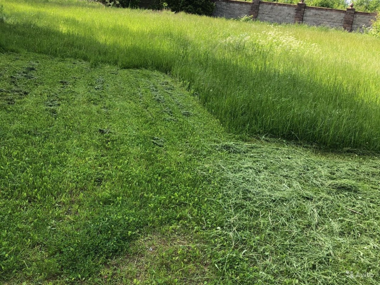 Тимофеевка Луговая (Phleum pratense)