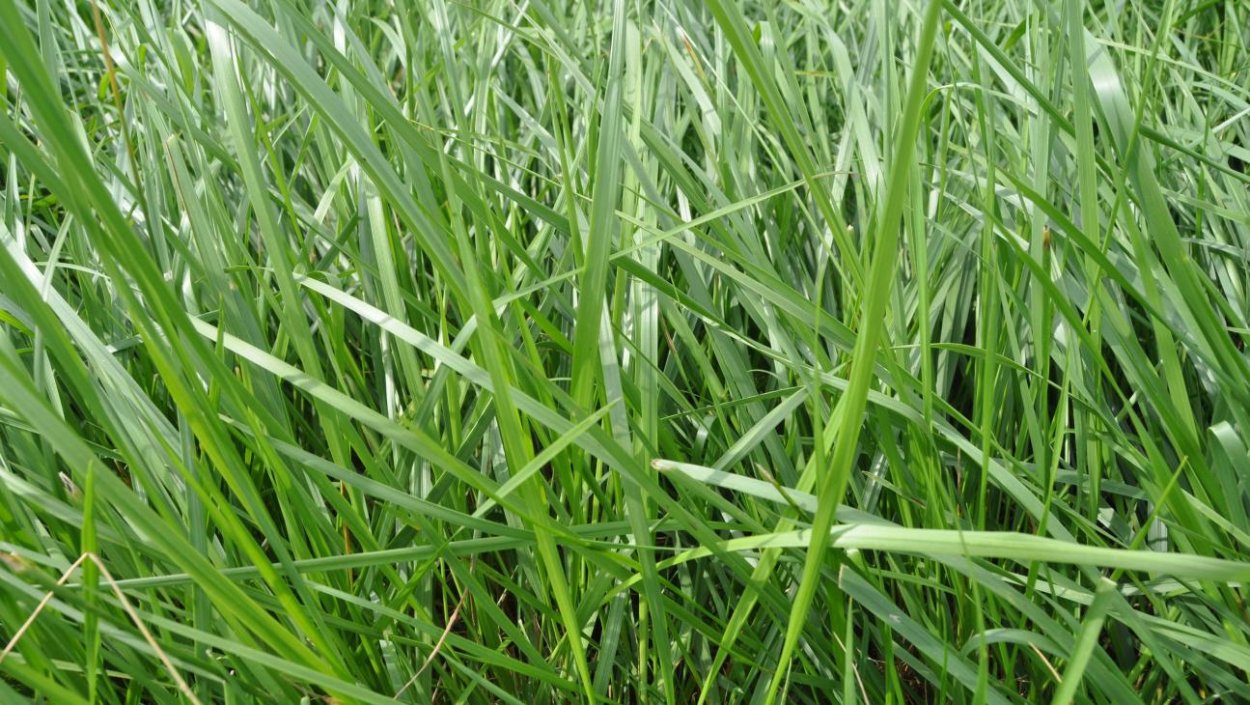 Газонная трава тимофеевка луговая