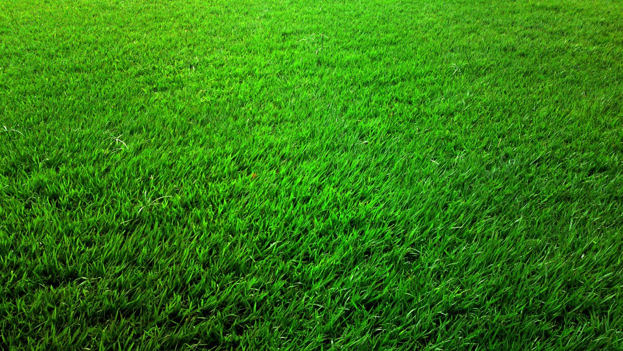 Мятлик овсяница райграс