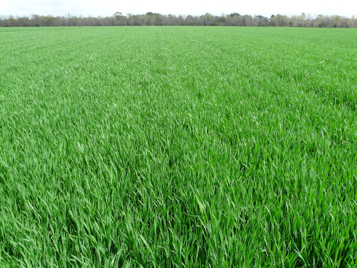 Полевица ползучая