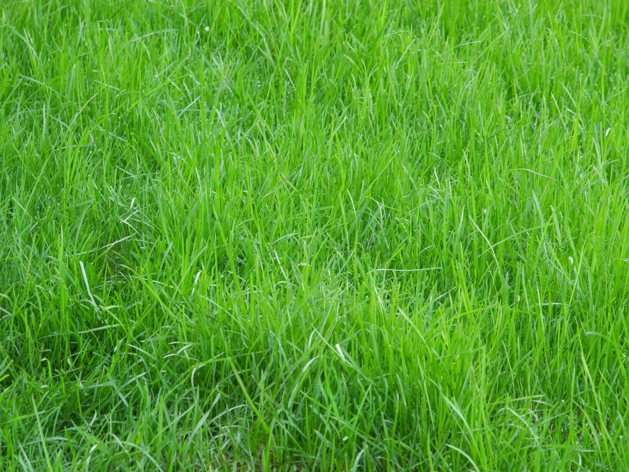 Газон текстура