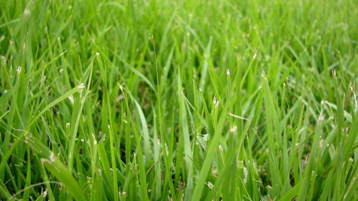 Тимофеевка Луговая райграс пастбищный овсяница Луговая