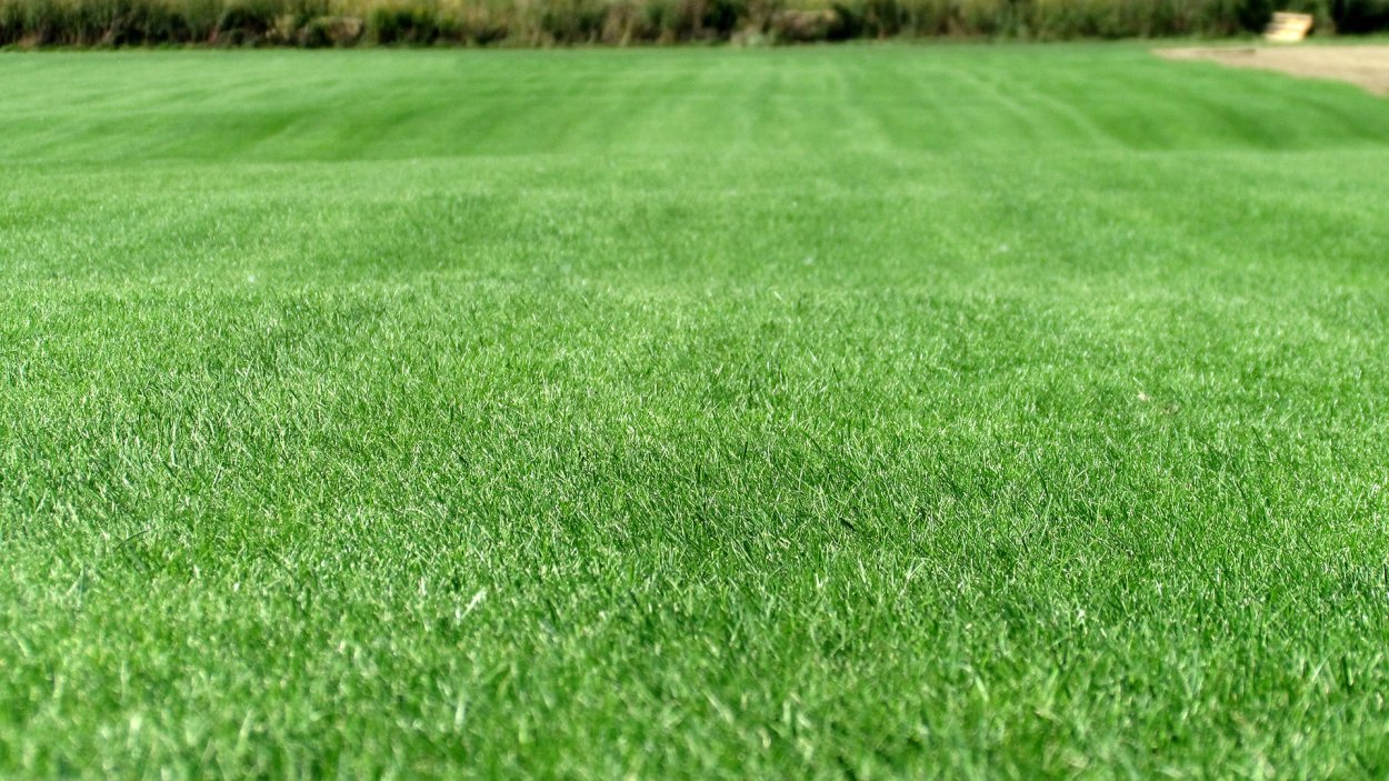 Тимофеевка мелколистная