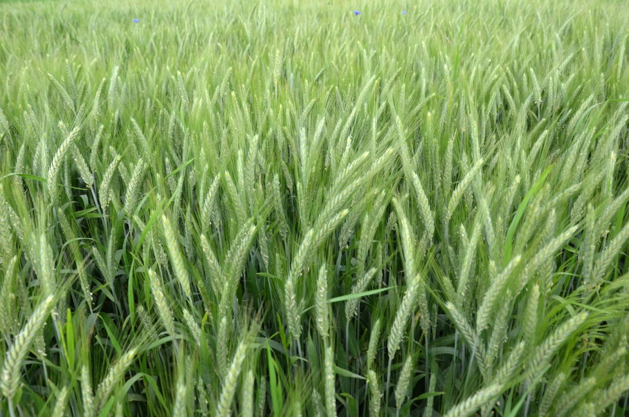 Партерный газон