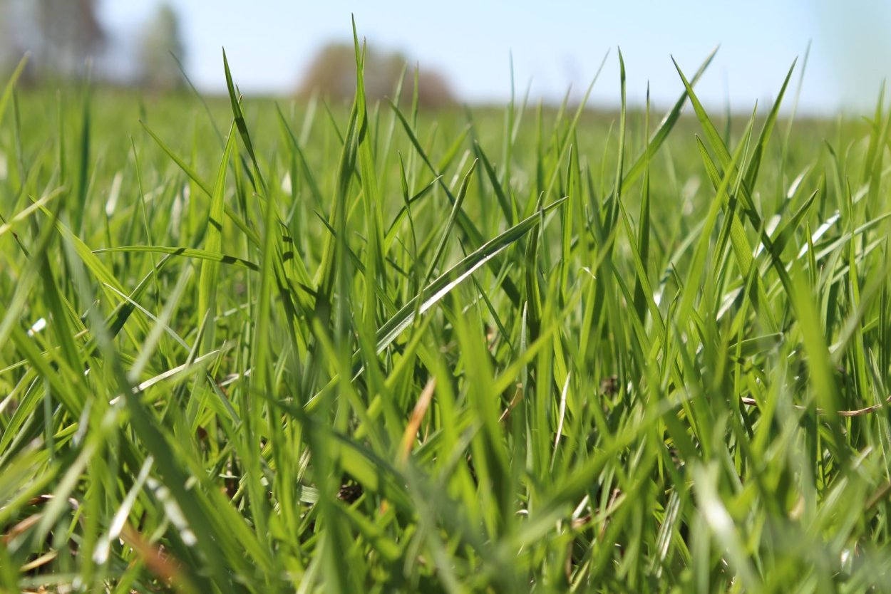 Райграс пастбищный Вик 66