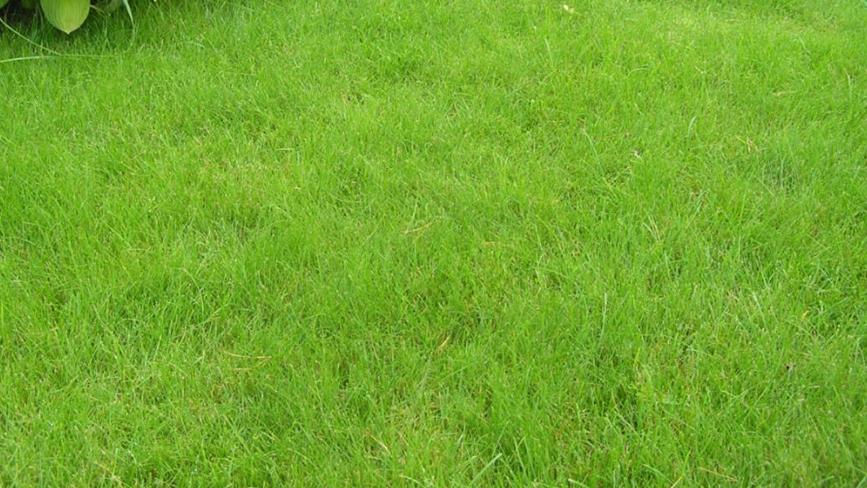 Мятлик Луговой для газона