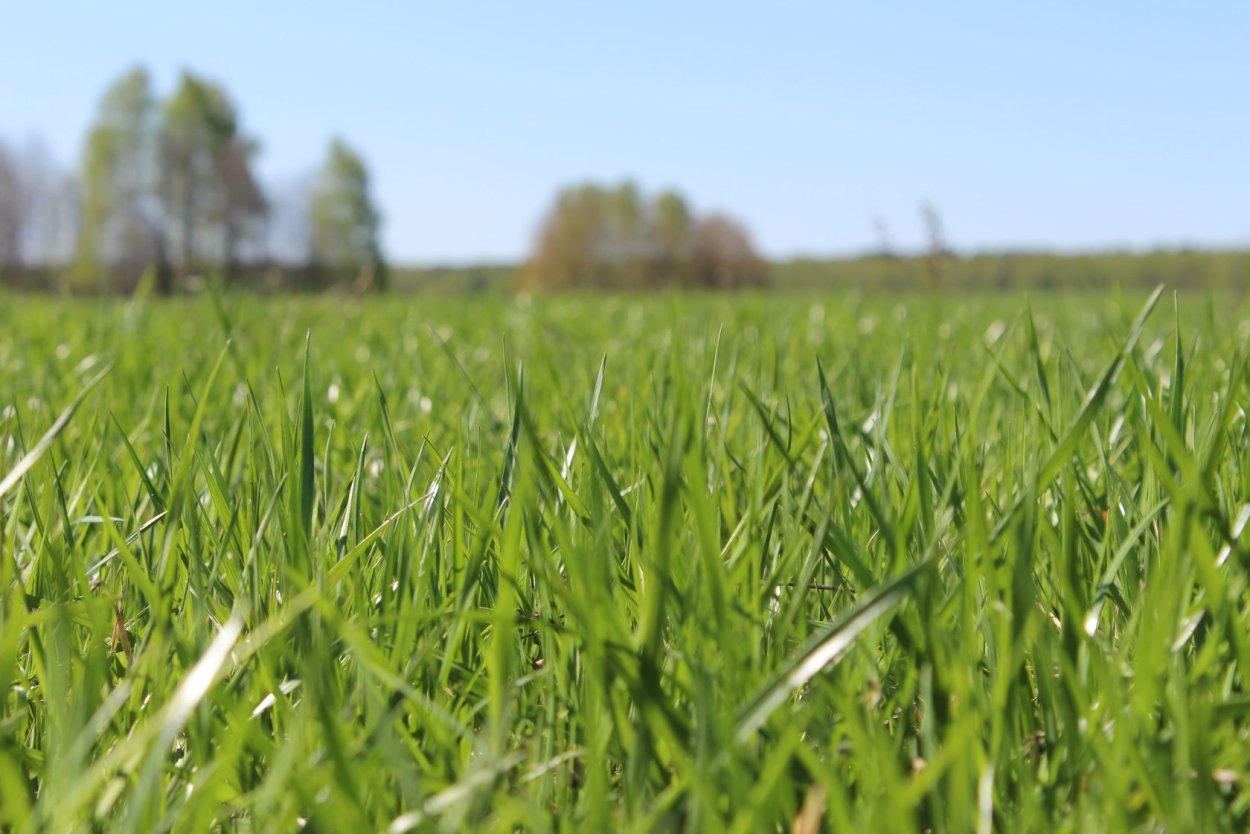 Газон цветов вид сверху