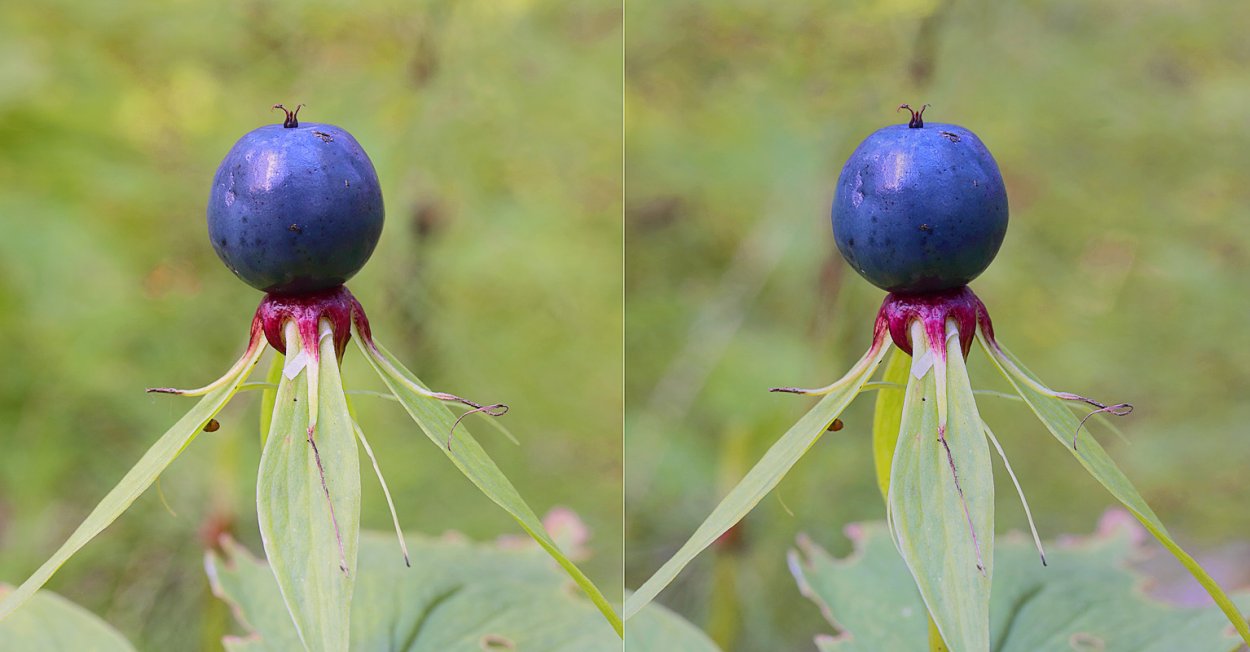 Жимолость Волчья ягода