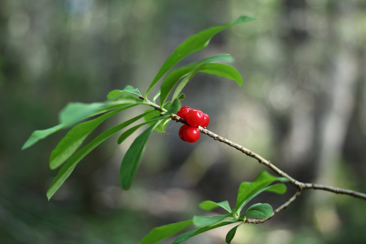 Волчье лыко ягода