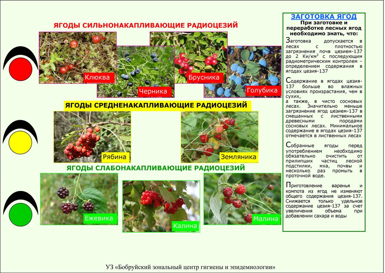 Ядовитые ягоды в лесу памятка