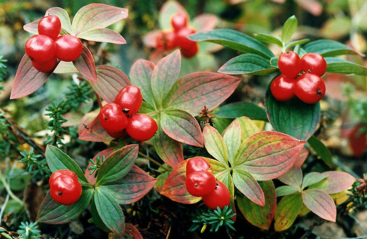 Вороний глаз четырёхлистный