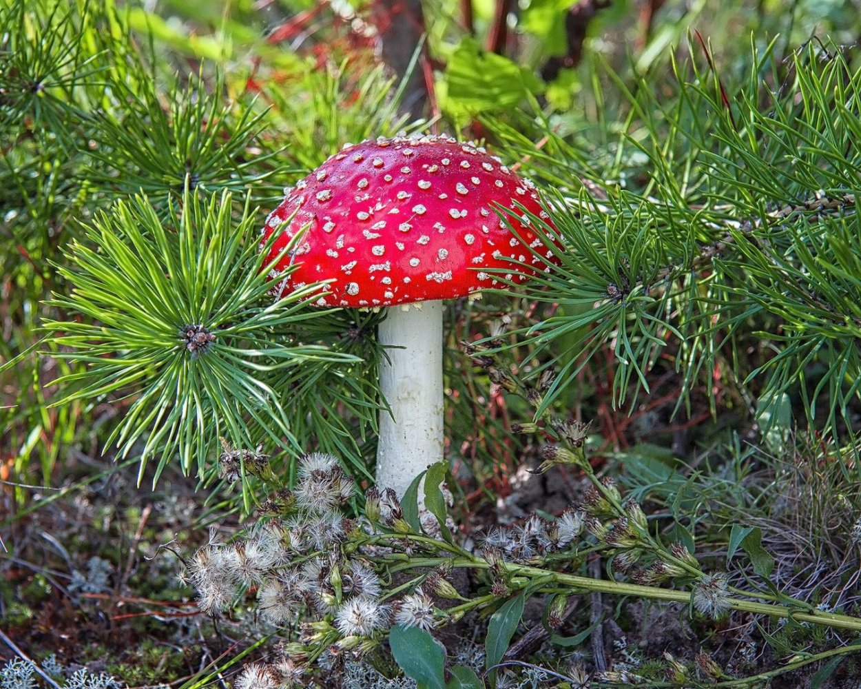 Жимолость Волчья ягода