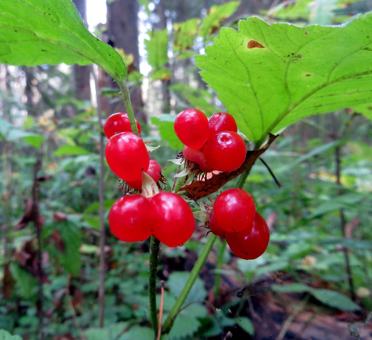 Аронник пятнистый