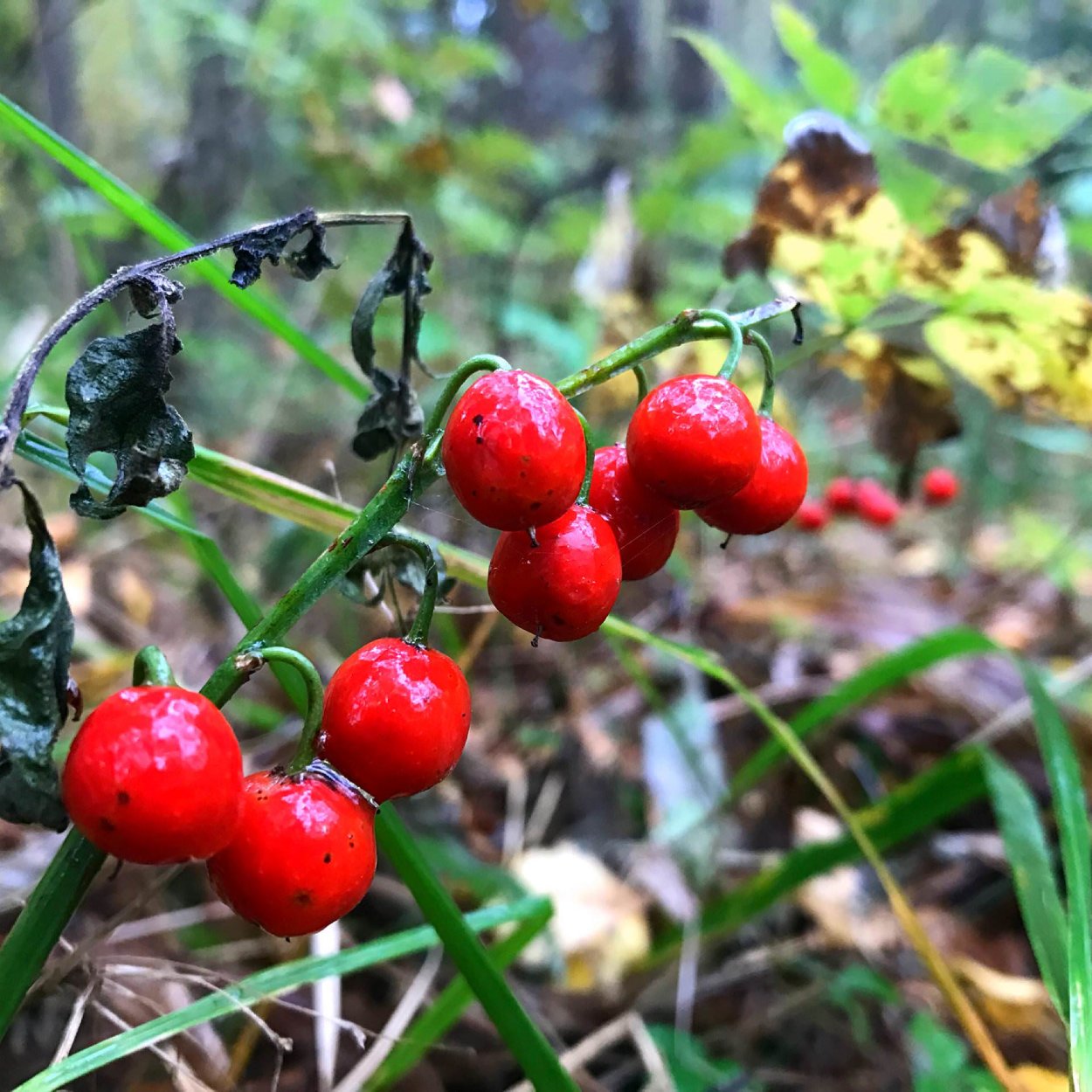 Костяника и Волчья ягода