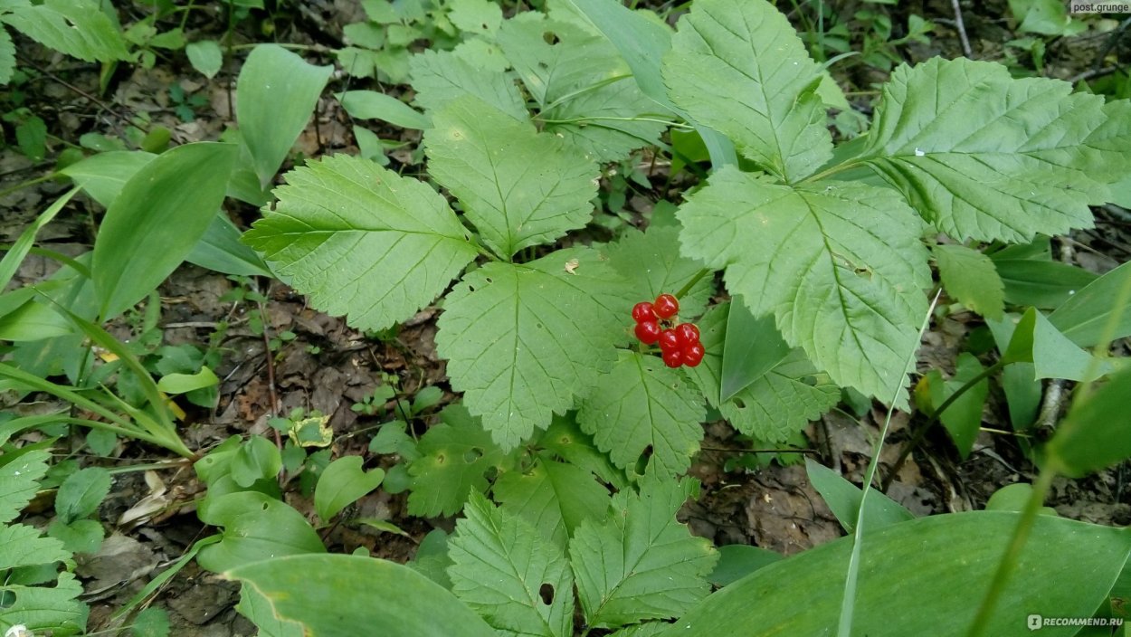 Жимолость Лесная