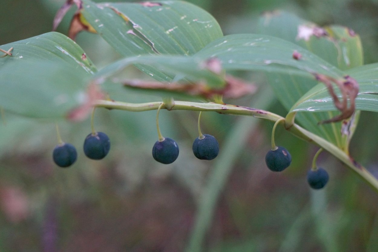 Лесная Поляна с грибами и ягодами