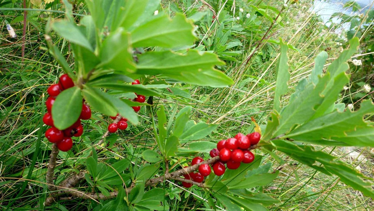 Ягоды горные несъедобные