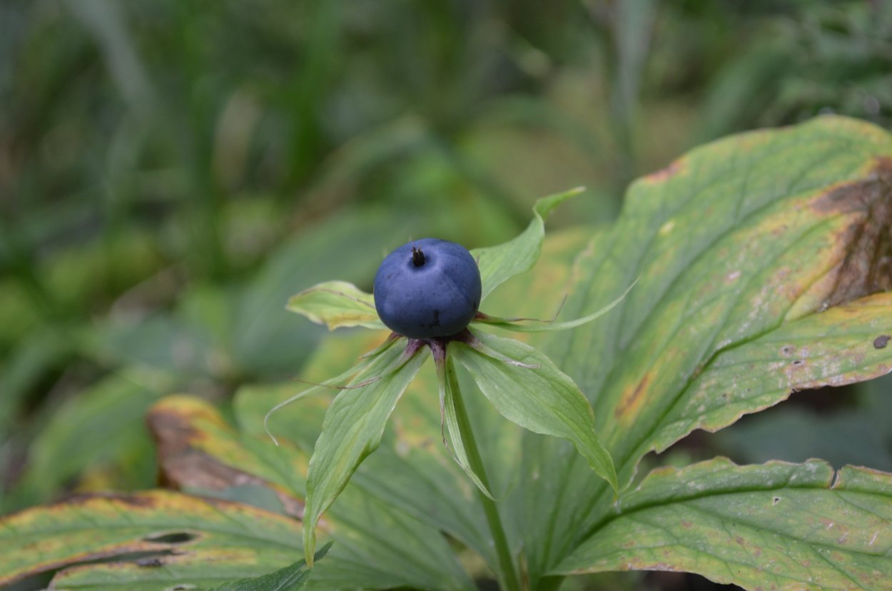 Ядовитые растения