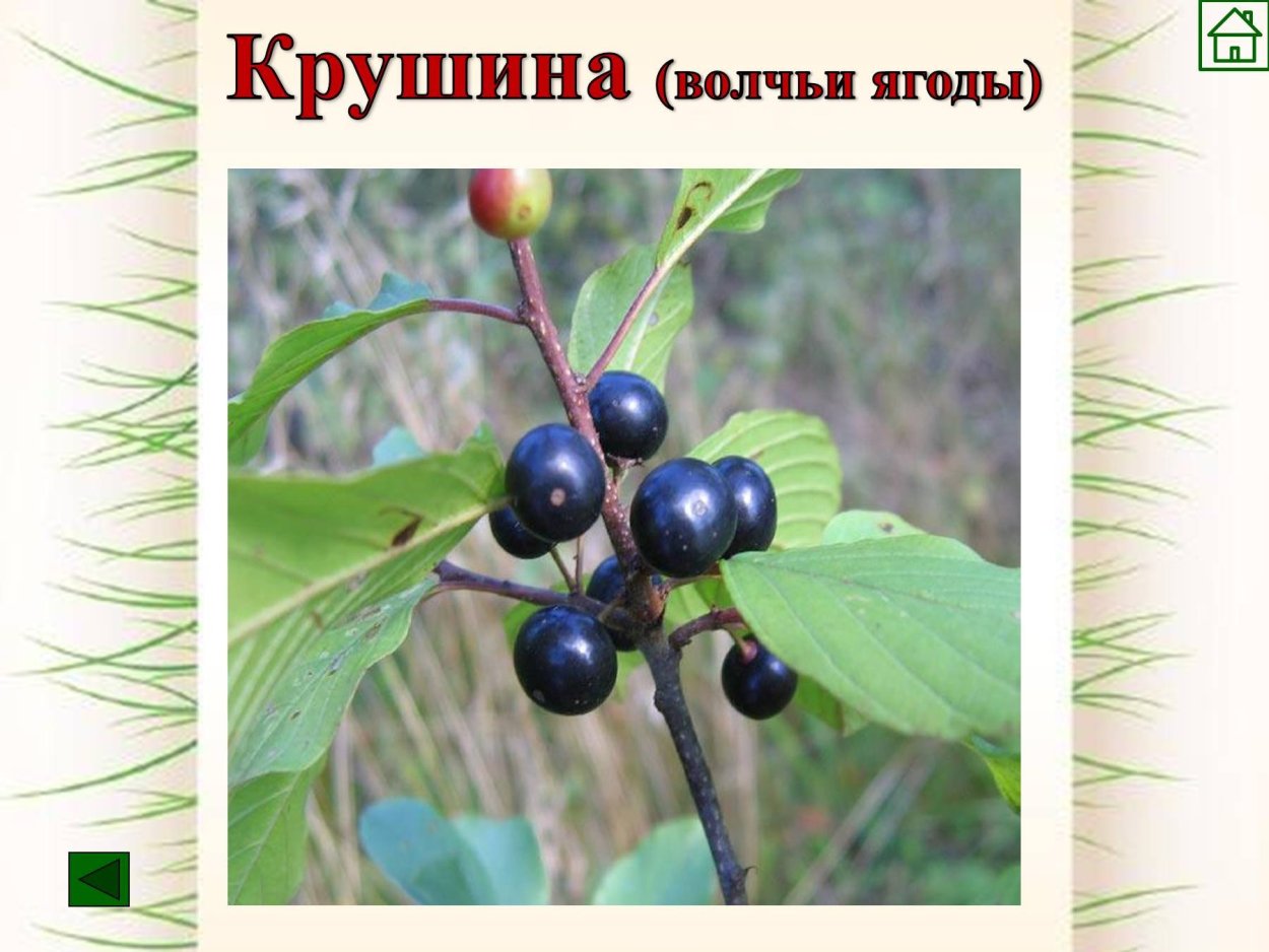 Волчье лыко и Вороний глаз