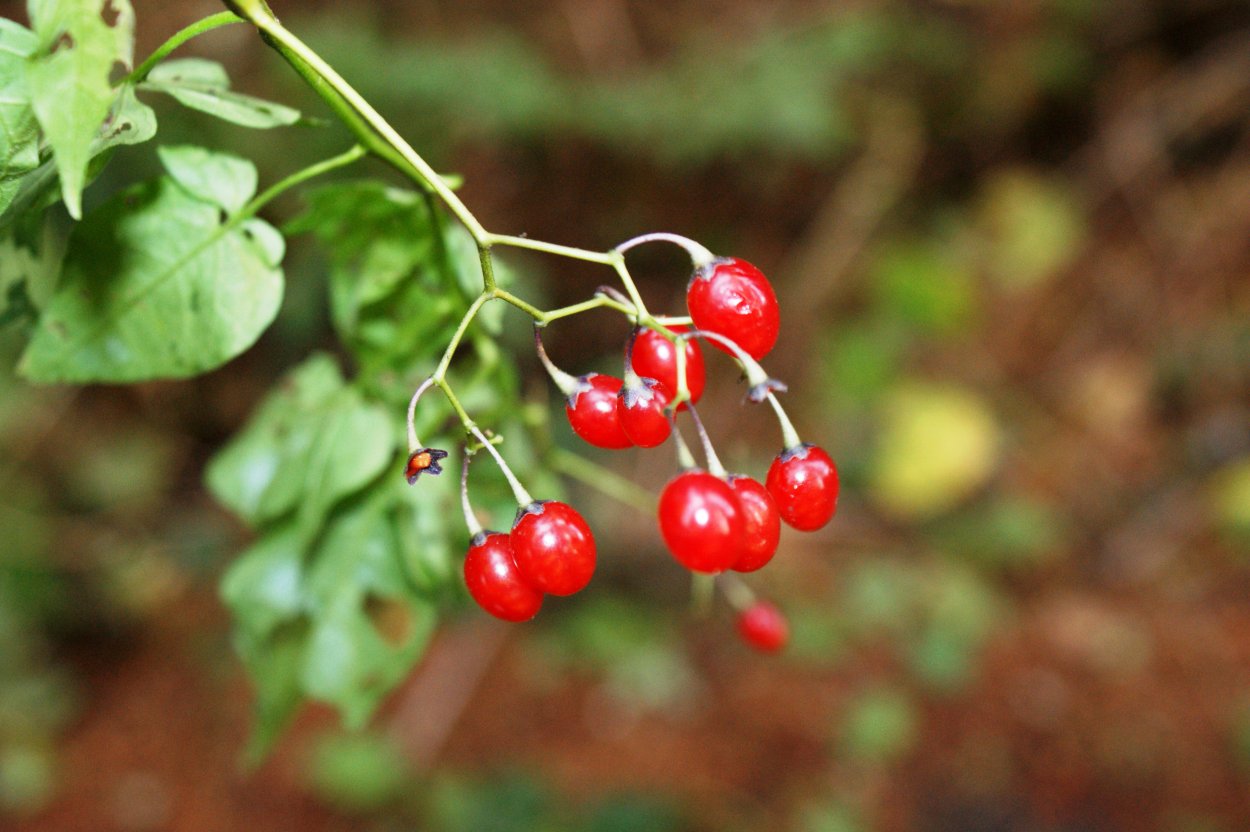 Лесные ягоды названия съедобные