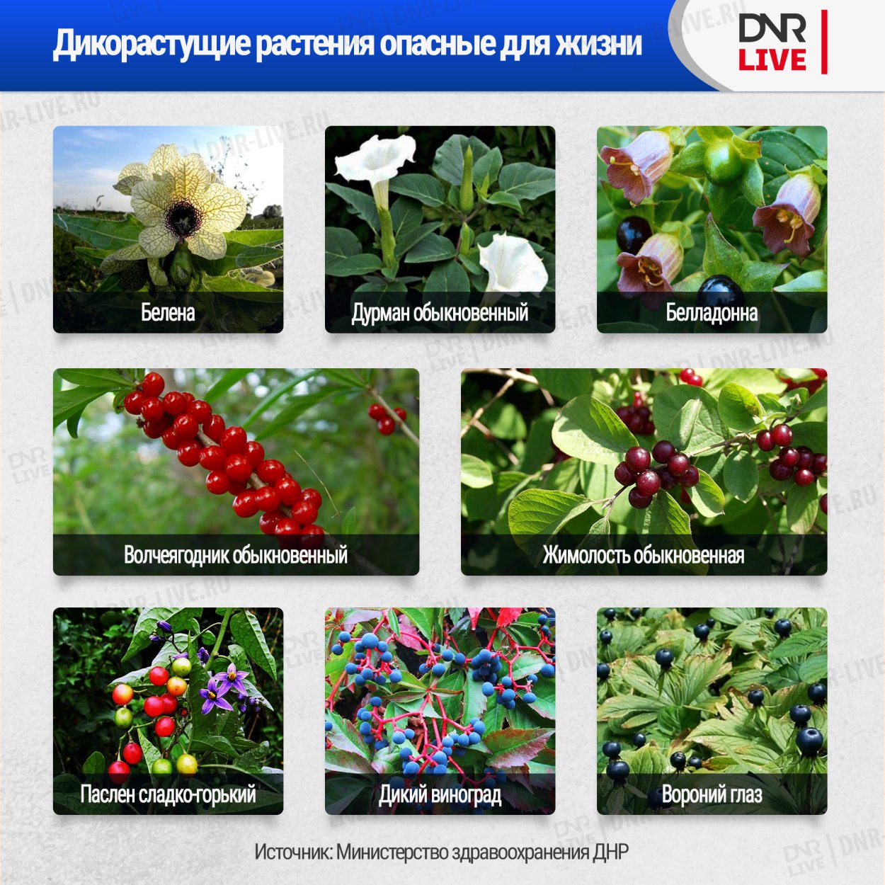 Волчья ягода ядовитое растение