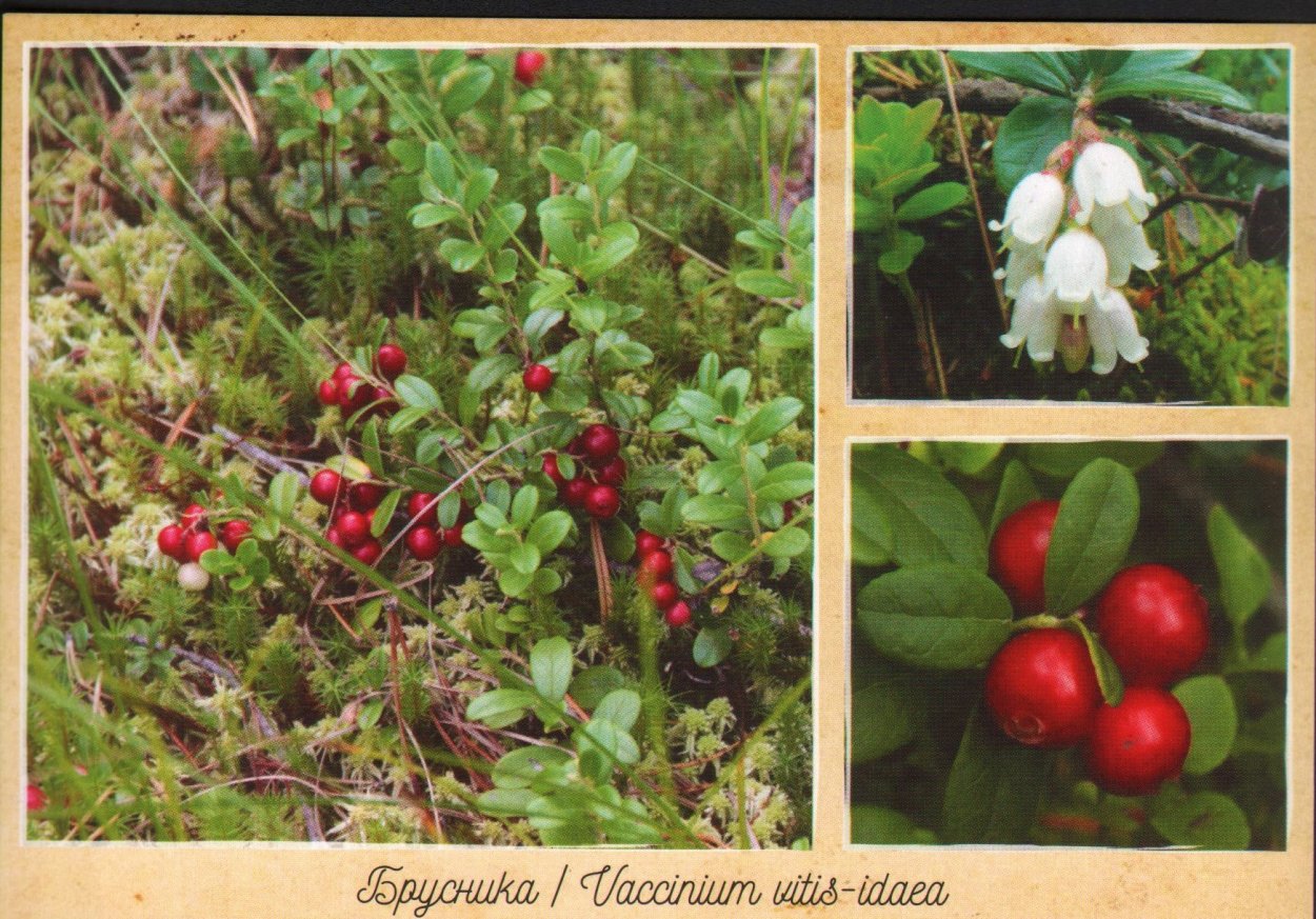 Вороний глаз ягода