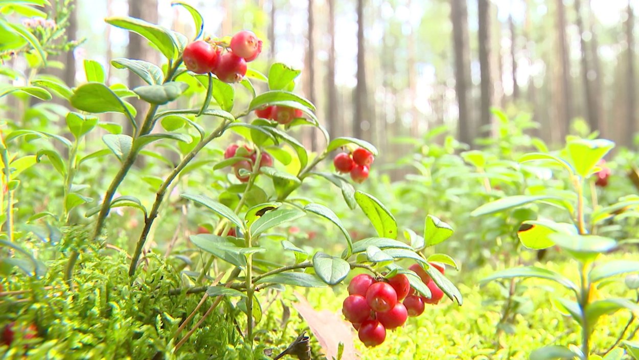 Кустарник с черными ягодами Буш