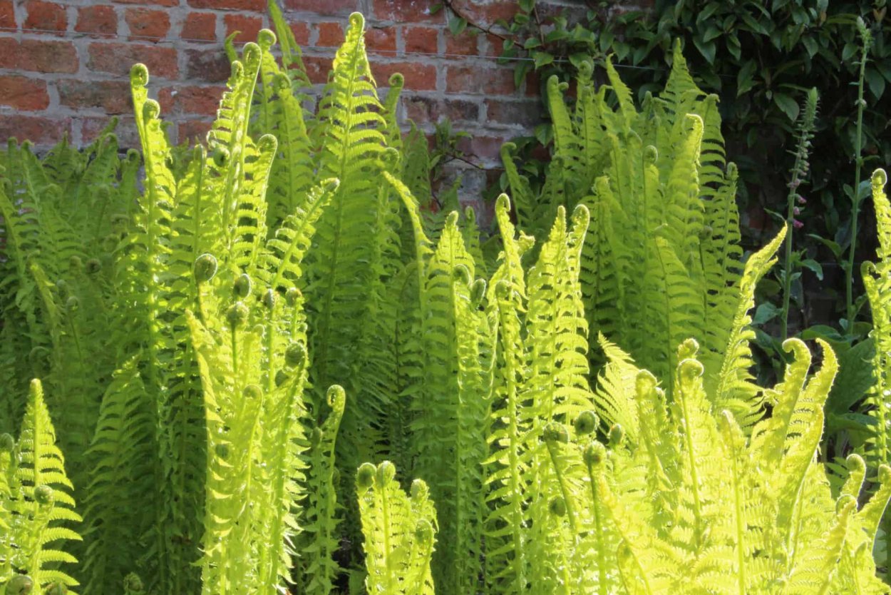 Папоротник Страусово перо