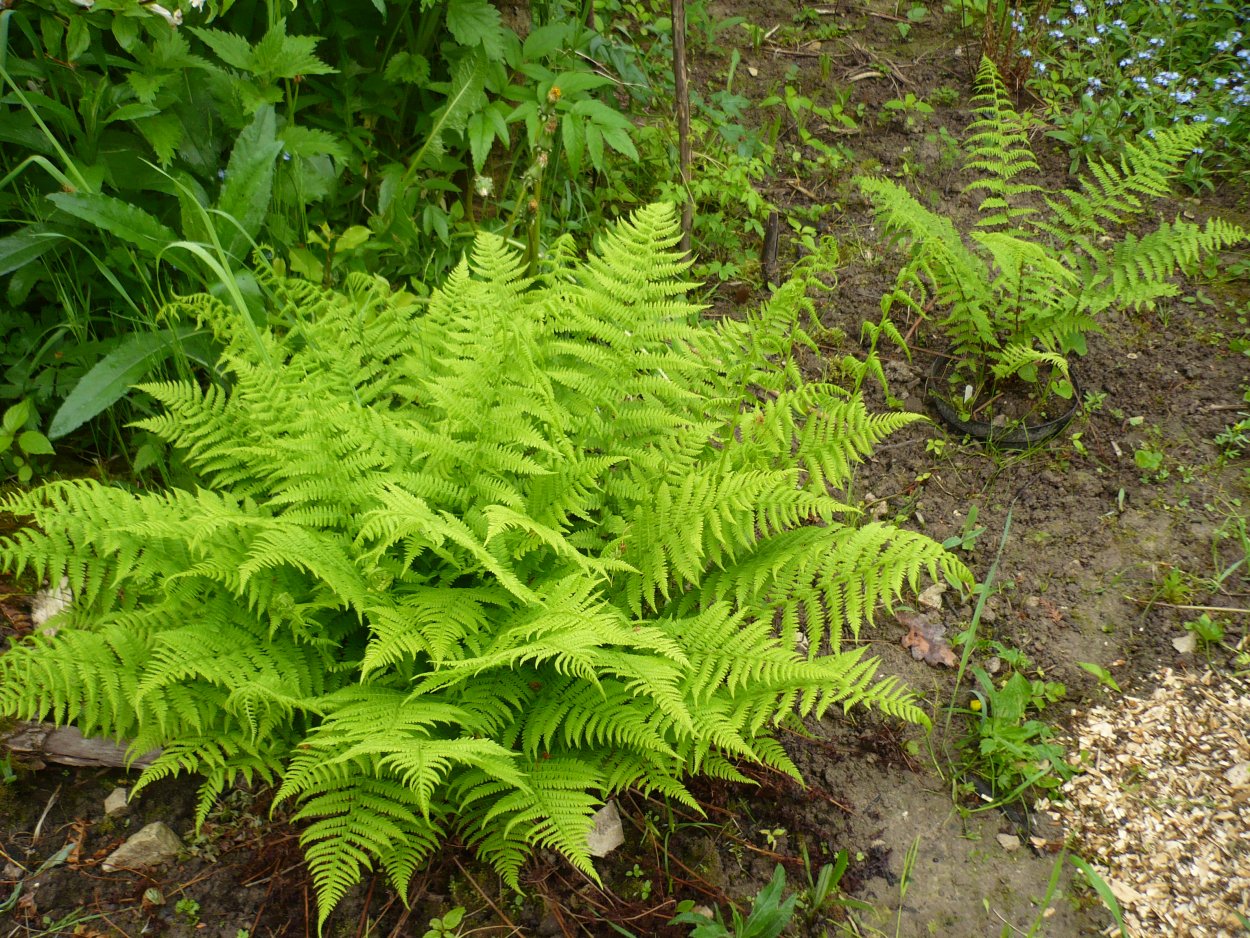 Папоротник Athyrium filix-Femina