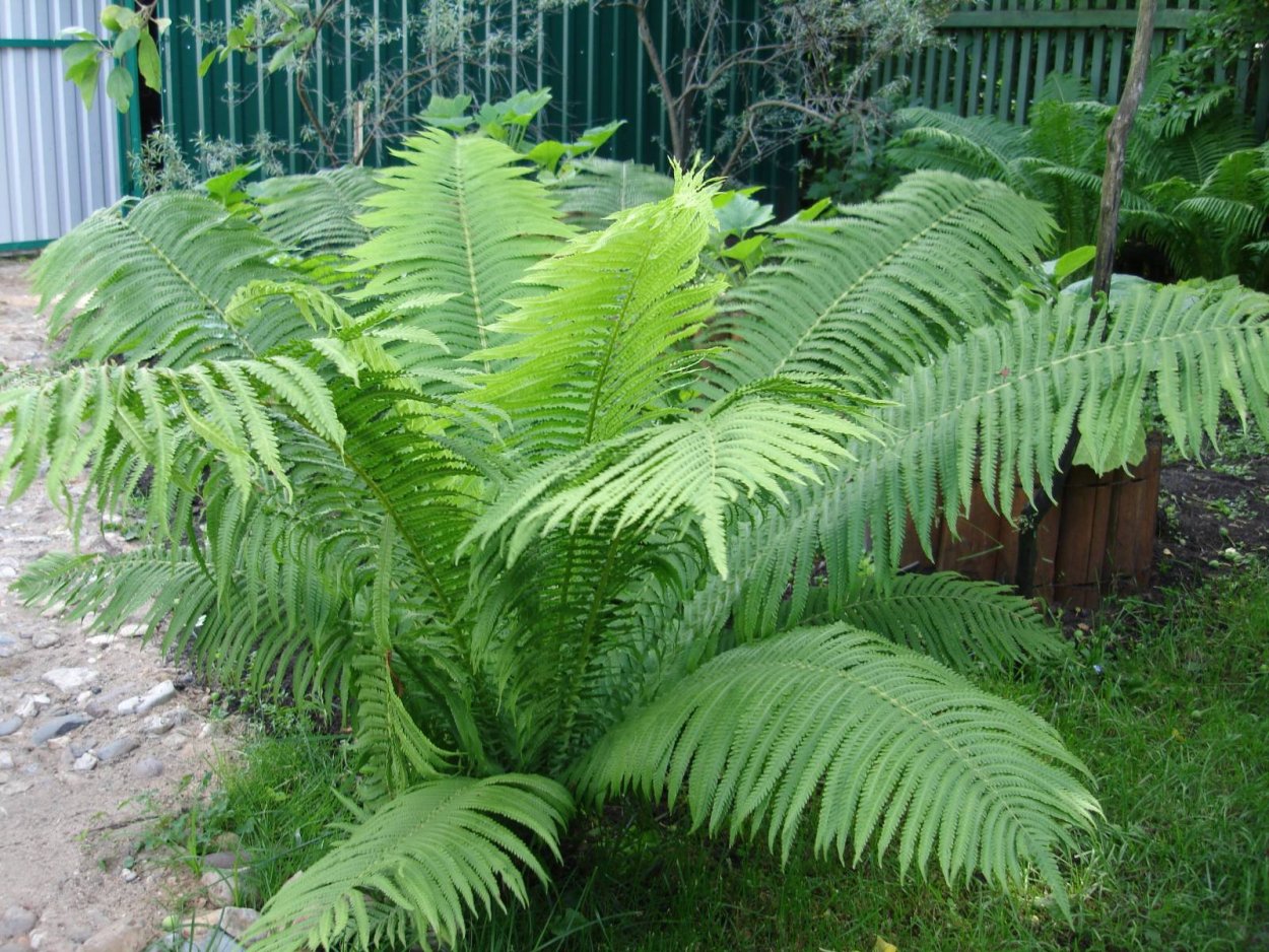 Папоротник садовый страусник