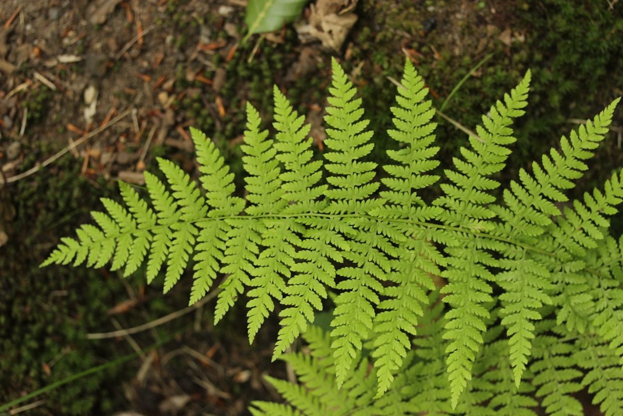 Орляк обыкновенный (Pteridium aquilinum)