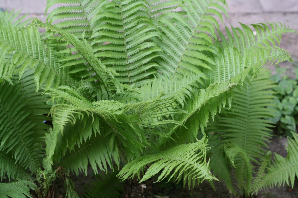 Папоротник страусник Matteuccia struthiopteris