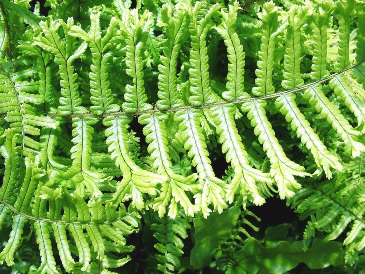 Папоротник dryopteris affinis