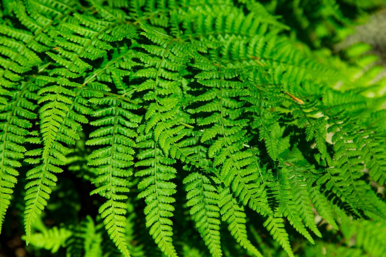 Гигрофит папоротник