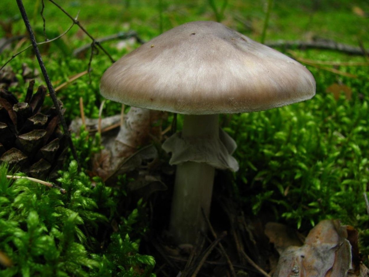 Мухомор порфировый Amanita Porphyria