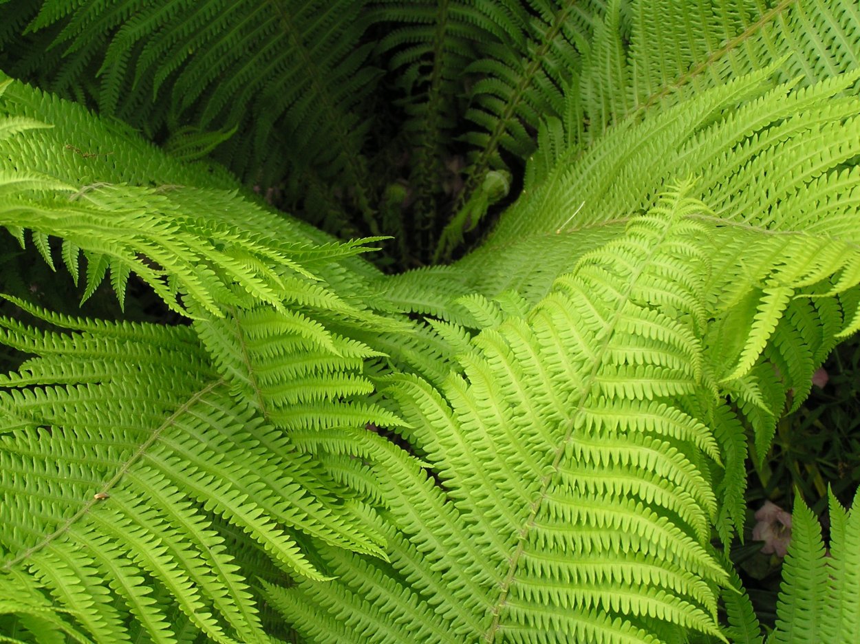 Папоротник Fern
