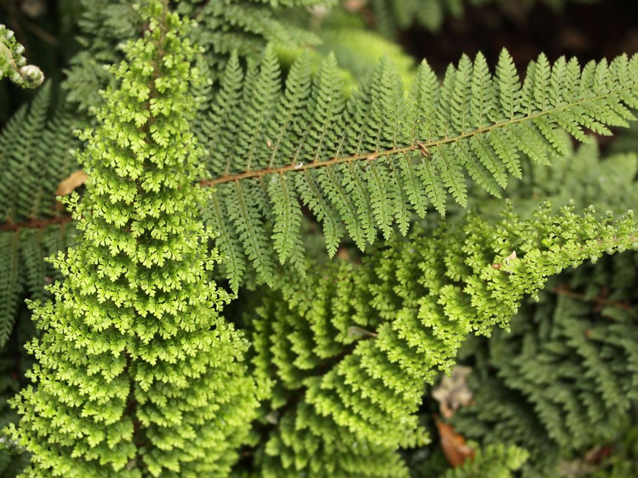 Папоротник Многорядник