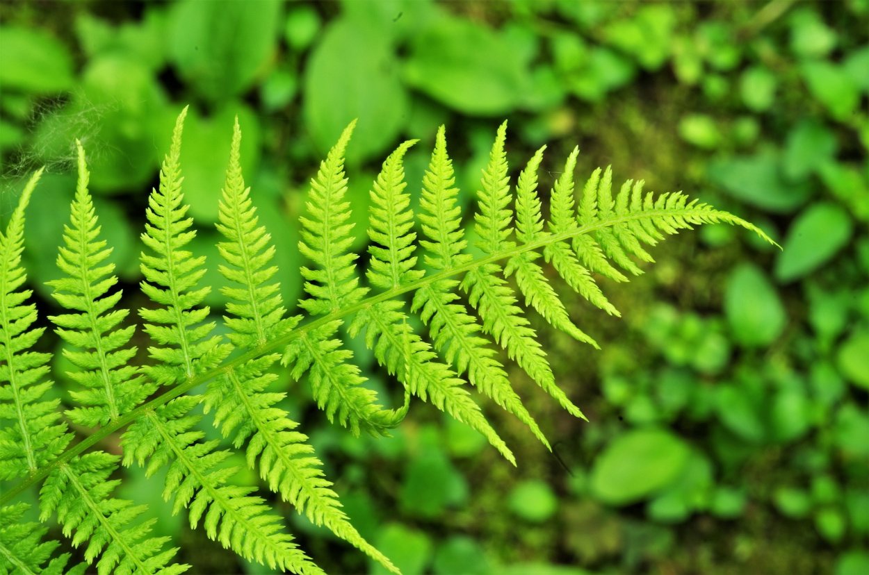 Роговидный папоротник