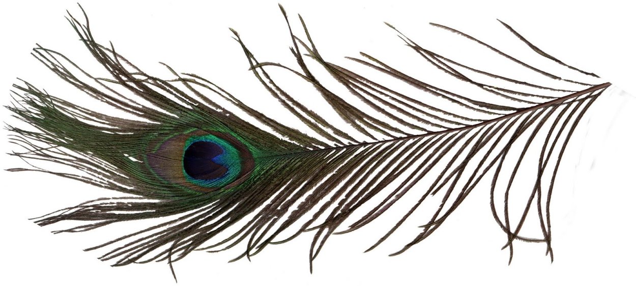 Павлинье перо на прозрачном фоне