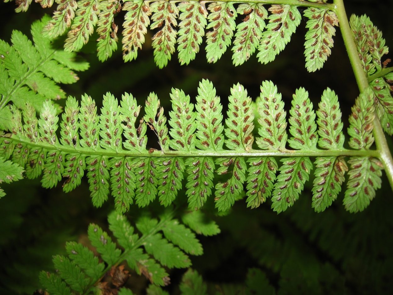 Папоротник Щитовник кочедыжник орляк