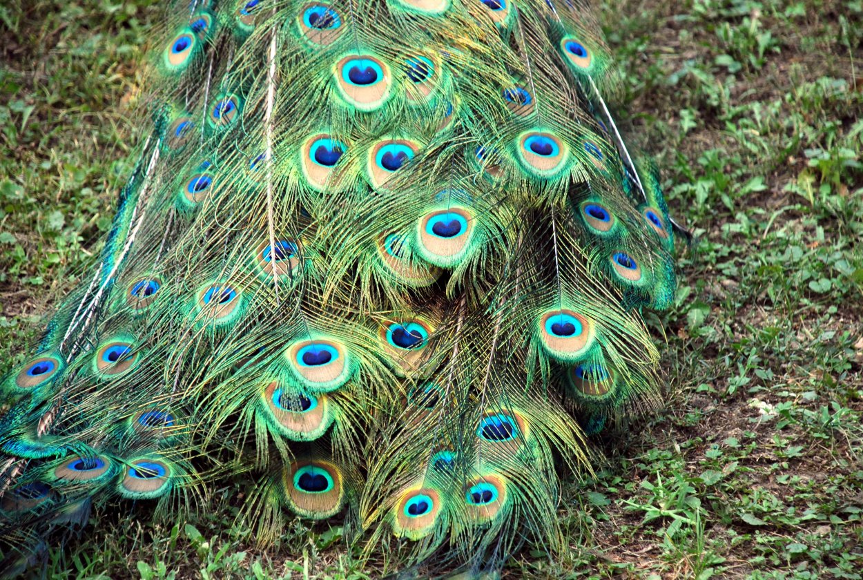 Павлиний хвост цветок