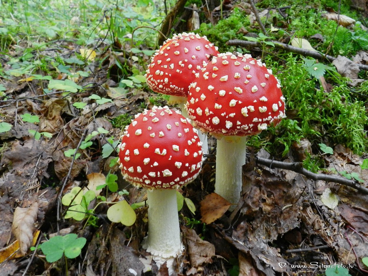 Несъедобные грибы мухомор