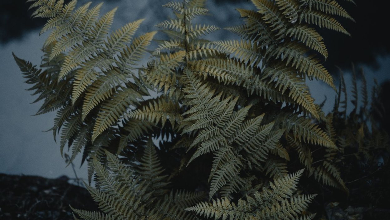 Папоротник макротелиптерис Торреса