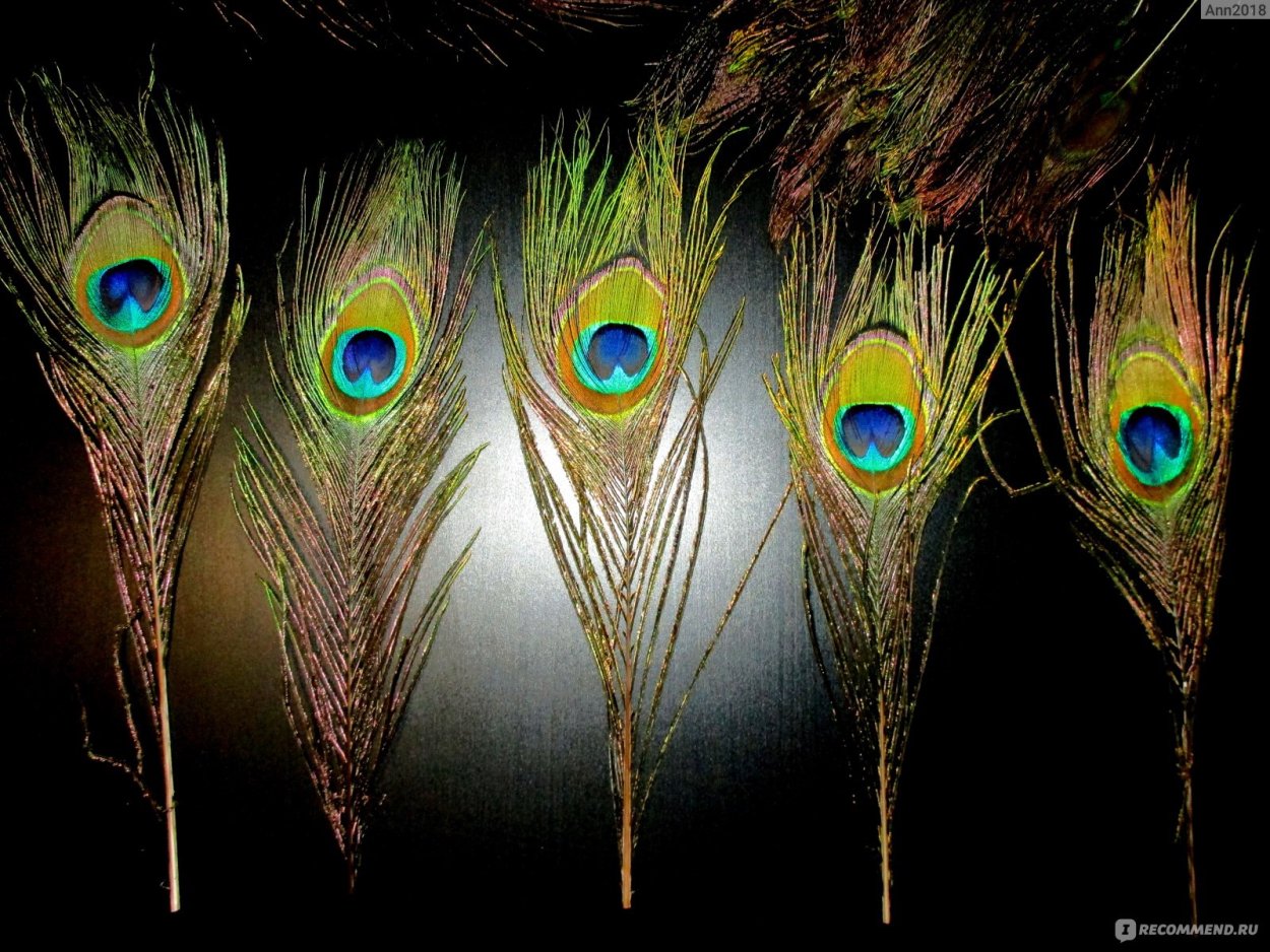 RR Phantom перья павлина панель