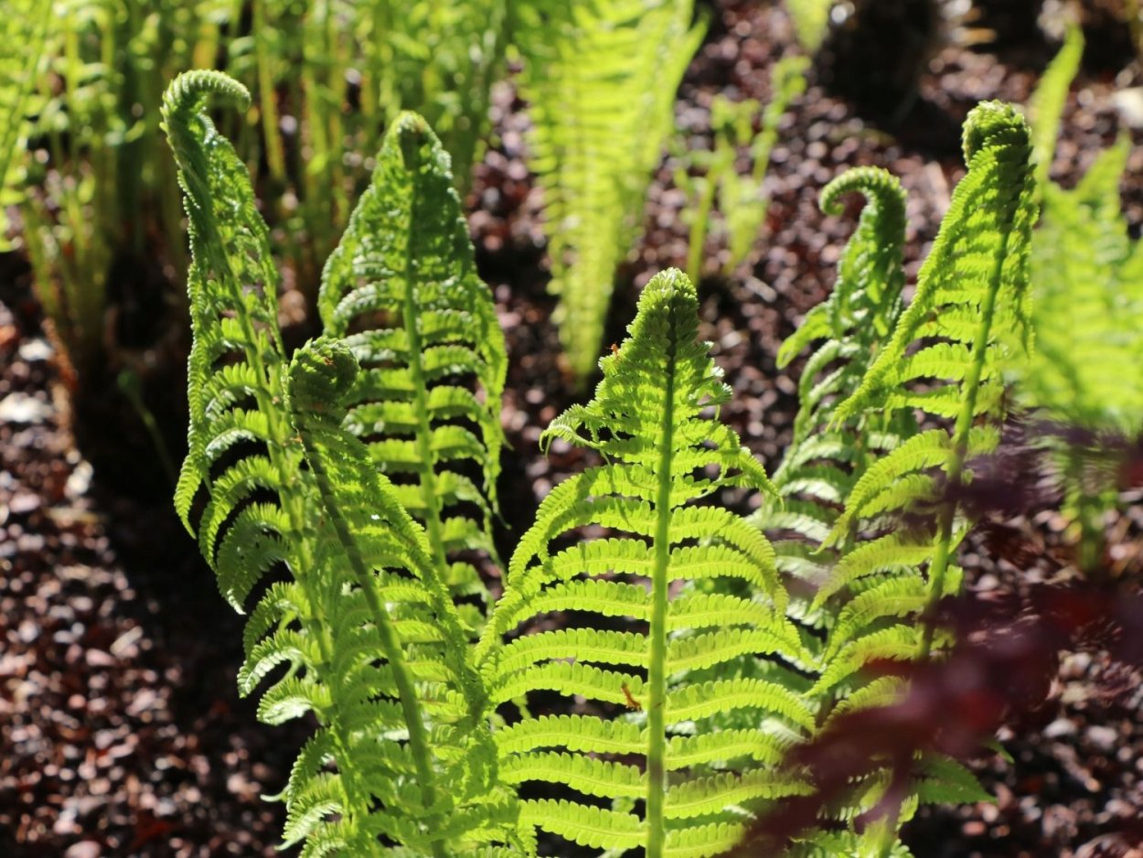 Страусник обыкновенный